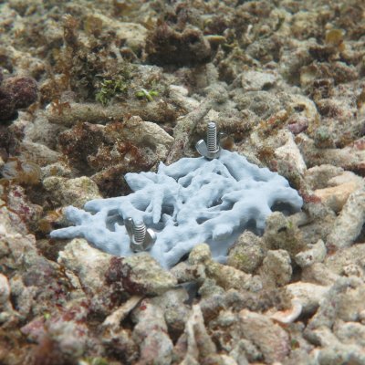 RUbble Biodiversity Samplers (RUBS) deployed in dead rubble habitat on a coral reef in Palau to attract the great diversity of cryptic animals.